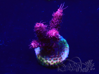WYSIWYG Acropora acclimated LED