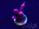 WYSIWYG Acropora aclimatada LED