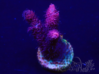 WYSIWYG Acropora 15F7 Australia acclimated LED