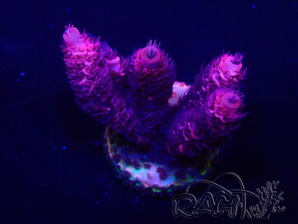WYSIWYG Acropora Mariculture acclimated LED