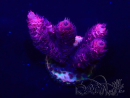 WYSIWYG Acropora Marikultur akklimatisiert LED