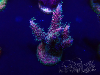 WYSIWYG Acropora tenuis 15F9 Mariculture acclimaté led