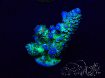 WYSIWYG Acropora geacclimatiseerd LED