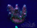WYSIWYG Acropora 15F12 Mariculture acclimaté led