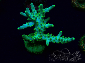WYSIWYG Acropora aclimatada LED