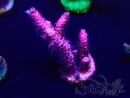 WYSIWYG Acropora 15G2 Mariculture acclimaté led
