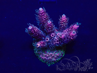 WYSIWYG Acropora 15G3 Australia acclimated LED