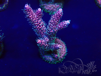 WYSIWYG Acropora aclimatada LED