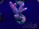 WYSIWYG Acropora acclimatata a LED