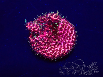 WYSIWYG Acropora acclimaté led