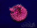 WYSIWYG Acropora 15G5 Mariculture acclimaté led