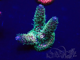 WYSIWYG Acropora 15G6 acclimaté led