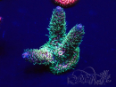 WYSIWYG Acropora 15G6 acclimaté led