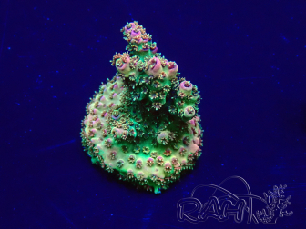 WYSIWYG Acropora 15G7 Maricoltura acclimatato a LED