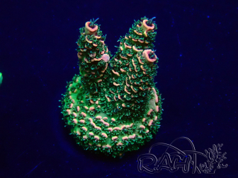 WYSIWYG Acropora 15G8 Mariculture acclimated LED