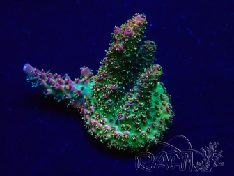 WYSIWYG Acropora 15G10 acclimated LED