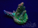 WYSIWYG Acropora 15G10 Mariculture acclimaté led
