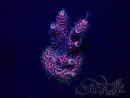 WYSIWYG Acropora 15G11 Mariculture acclimaté led