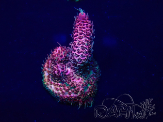 WYSIWYG Acropora 15G12 Mariculture acclimaté led