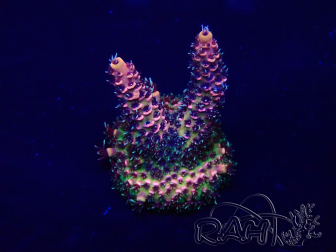 WYSIWYG Acropora Maricultuur geacclimatiseerd LED