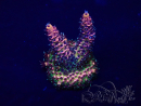 WYSIWYG Acropora Maricultuur geacclimatiseerd LED