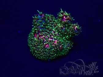 WYSIWYG Acropora 15H2 Mariculture acclimaté led
