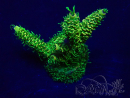 WYSIWYG Acropora Marikultur akklimatisiert LED