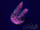 WYSIWYG Acropora 15H8 Mariculture acclimaté led