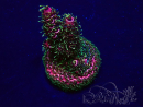 WYSIWYG Acropora 15H9 Mariculture acclimated LED