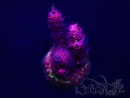 WYSIWYG Acropora Maricultura aclimatada LED