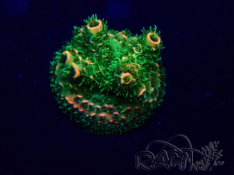 WYSIWYG Acropora Maricultuur geacclimatiseerd LED
