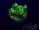 WYSIWYG Acropora 15H12 Mariculture acclimaté led
