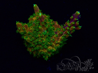 WYSIWYG Acropora Mariculture acclimaté led