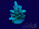 WYSIWYG Acropora Marikultur akklimatisiert LED