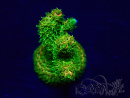 WYSIWYG Acropora 15I3 Mariculture acclimaté led