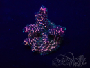 WYSIWYG Acropora Marikultur akklimatisiert LED