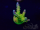WYSIWYG AcroporaMariculture acclimaté led