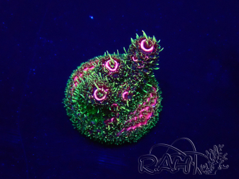 WYSIWYG Acropora Marikultur akklimatisiert LED