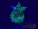 WYSIWYG Acropora 15J8 Mariculture acclimaté led