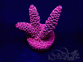 WYSIWYG Acropora Mariculture acclimaté led
