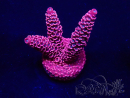 WYSIWYG Acropora Mariculture acclimaté led
