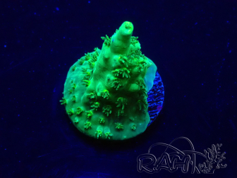 WYSIWYG Acropora 15J12 Mariculture acclimaté led