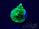 WYSIWYG Acropora Marikultur akklimatisiert LED