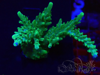WYSIWYG Acropora tenuis Maricoltura acclimatata led