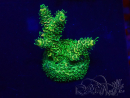 WYSIWYG Acropora akklimatisiert LED