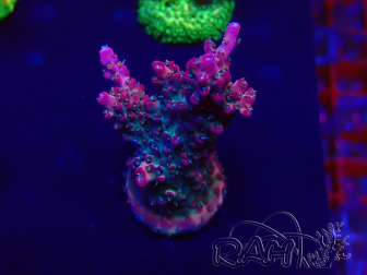 WYSIWYG Acropora millepora Mariculture acclimated LED