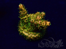 WYSIWYG Acropora Marikultur akklimatisiert LED