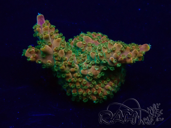 WYSIWYG Acropora Mariculture acclimated LED
