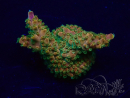 WYSIWYG Acropora millepora15K8 Mariculture acclimaté led