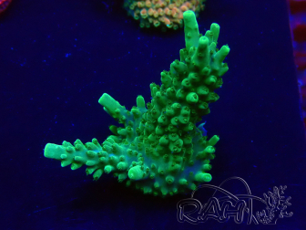 WYSIWYG Acropora Mariculture acclimaté led